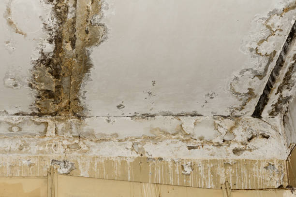 Professional Mold Removal in Attleboro, MA