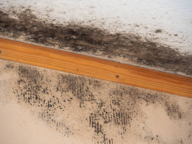 Best Mold Documentation for Insurance Claims  in Attleboro, MA