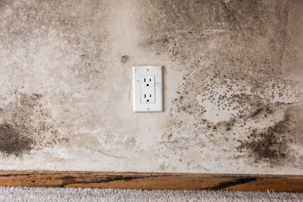 Best Industrial Mold Remediation  in Attleboro, MA